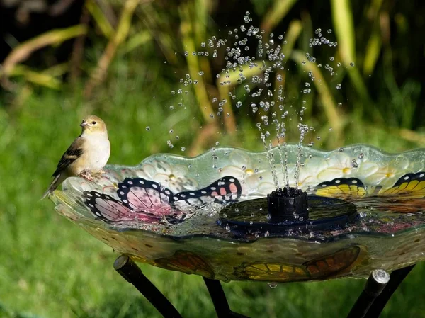 American Goldfinch Enjoying Fountain Bird Bath — Stock Photo, Image