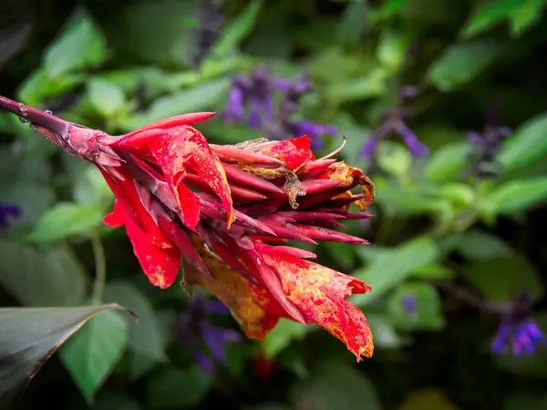 Красная Канна Лили Цветок Фоне Зеленых Листьев — стоковое фото