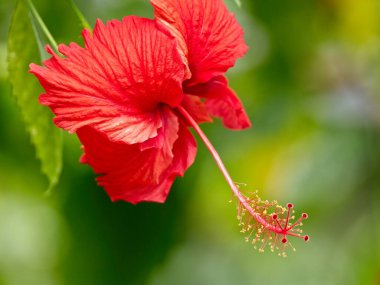 Kırmızı amber çiçeği, bulanık yeşil arka plana karşı yakın plan