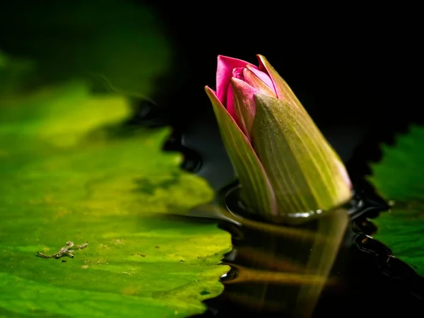 Bud of a water lily with pads and reflection in the water