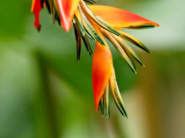 Bird Paradise Plant Strelitzia Reginae Blurred Background Lush Greenery Royalty Free Stock Photos
