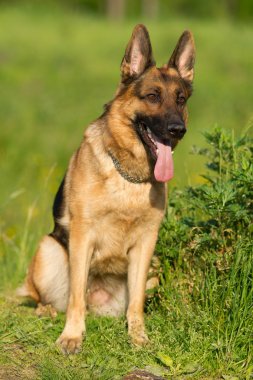 Alman çoban köpeği