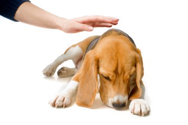 suçlu köpek