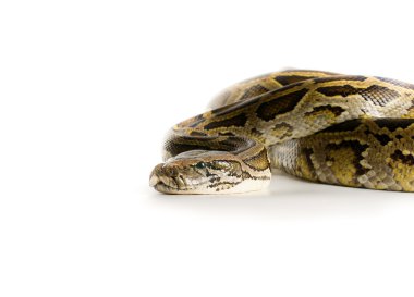 Kraliyet Python
