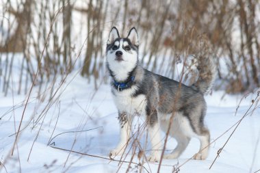 Sibirya husky yavrusu