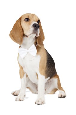 Genç beagle