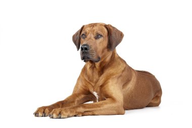 Rodezya ridgeback