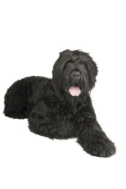 siyah terrier