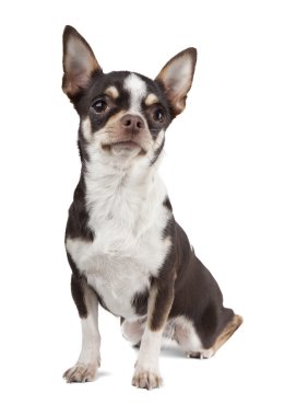 Beyaz arka planda Chihuahua köpeği