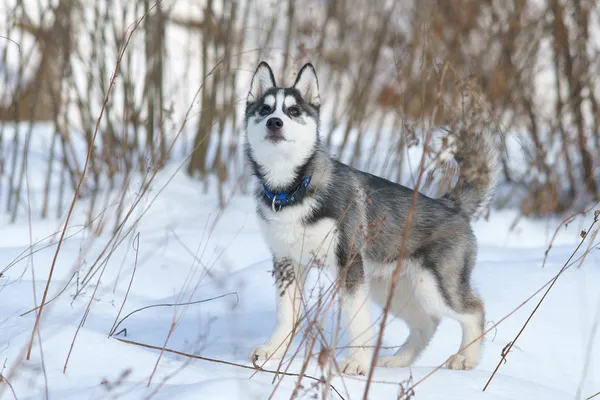 Siberian husky valp — Stockfoto