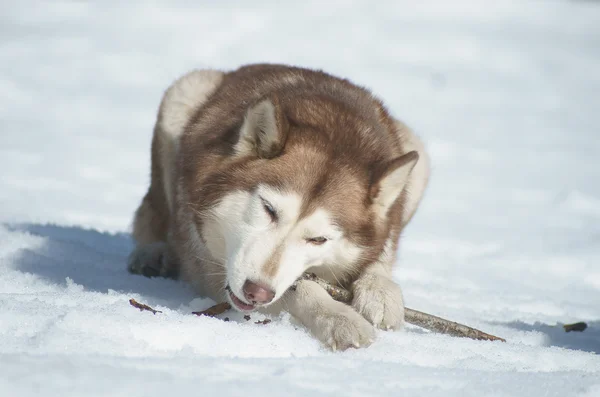 Husky s holí — Stock fotografie