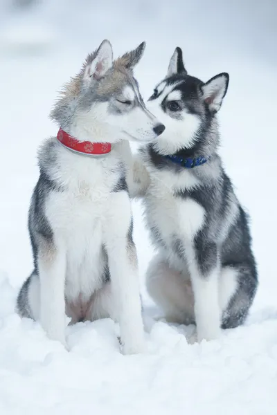 Tendresse pour chien — Photo