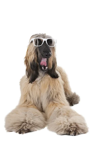 Afghan Hound — Stock Photo, Image