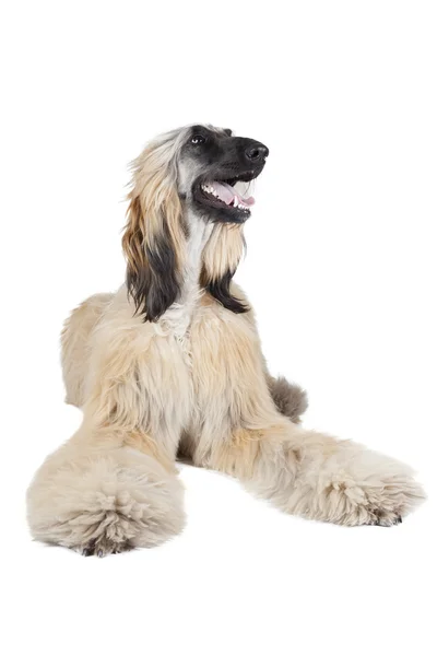 Afghan Hound — Stock Photo, Image