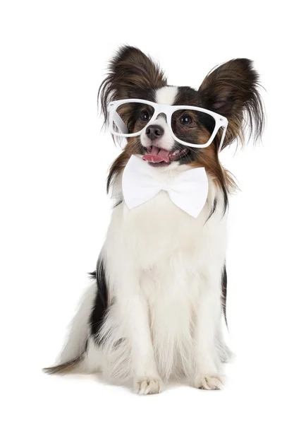 Papillon — Stock Photo, Image