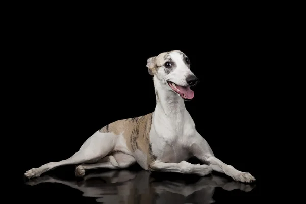 Whippet — Zdjęcie stockowe