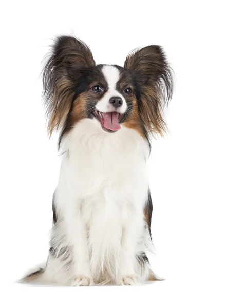 Papillon — Stockfoto