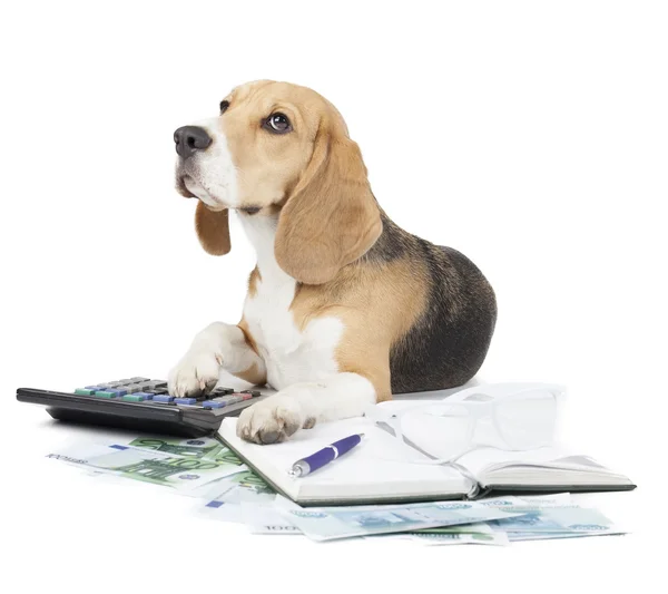 ビジネス犬タイプライター — ストック写真