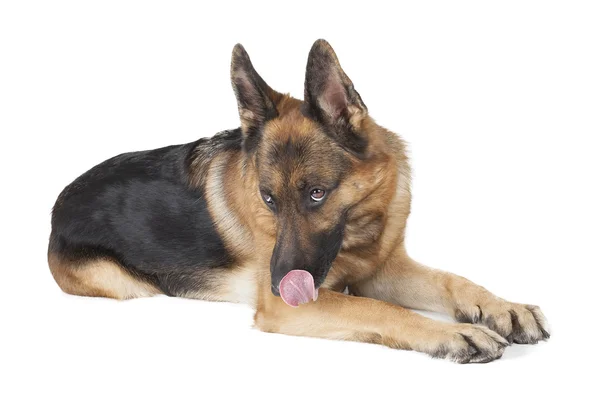 Deutscher Schäferhund — Stockfoto