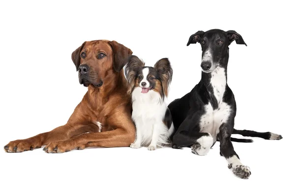 Three dogs on white background — Stock Photo, Image