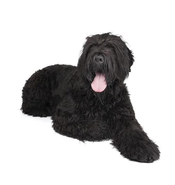 Black terrier — Stock Photo, Image
