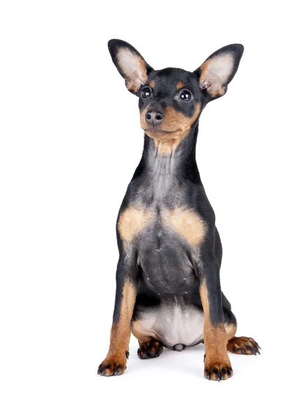 Siyah ve tabaklamak minyatür pinscher — Stok fotoğraf