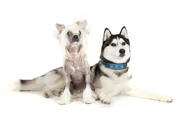 Siberian Husky and the Chinese Crested Dog — Stock Photo, Image