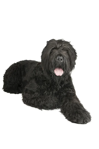 Black terrier — Stock Photo, Image