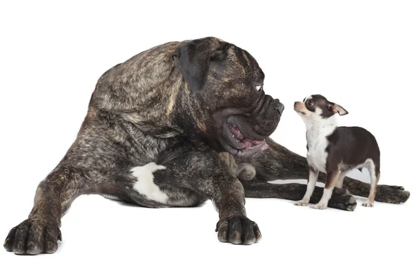 İki köpek.