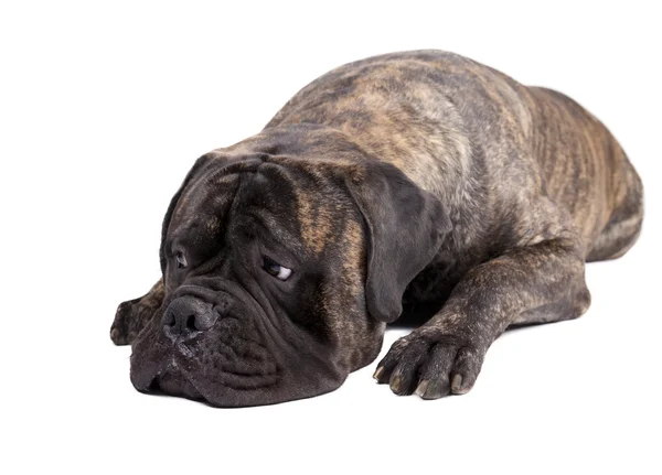 Bullmastiff em um fundo branco — Fotografia de Stock