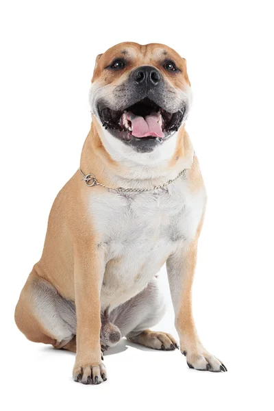CA de bou (Dogo mallorquin, mallorquin bulldog, perro dogo ma — Foto de Stock