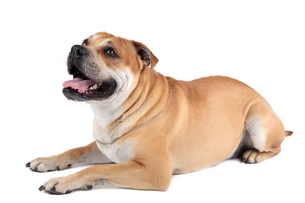 Ca de Bou (Maiorca Mastiff, Maiorca Bulldog, Perro Dogo Ma — Foto Stock