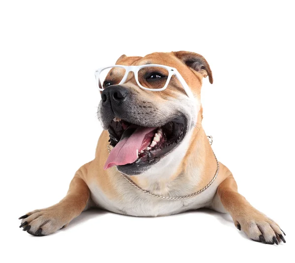 Ca de Bou (Mallorquin Mastiff, Mallorquin Bulldog, Perro Dogo Ma — Stock Photo, Image