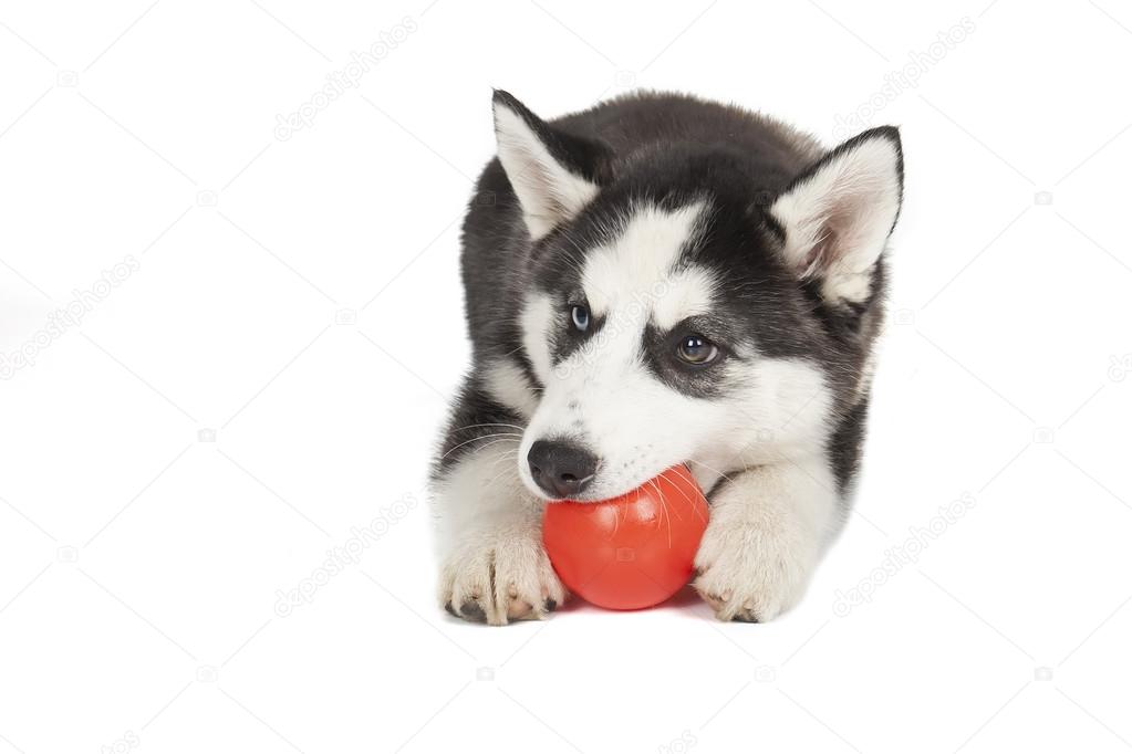 Siberian Husky dog lying with ball on a white background