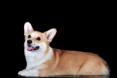 Pembroke corgi