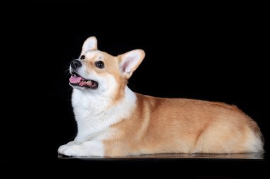 Pembroke corgi