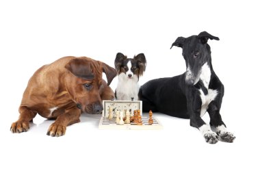 three dogs playing chess clipart