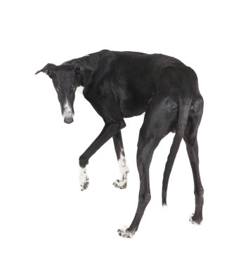 köpek onun geri döndü