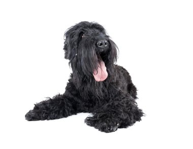 siyah terrier