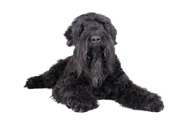 siyah terrier