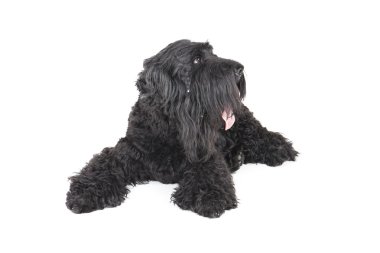 siyah terrier