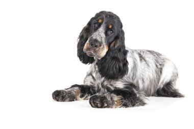 İngiliz cocker spaniel