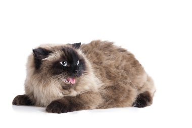 Neva masquerade kedi