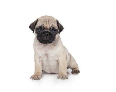 şirin pug yavrusu