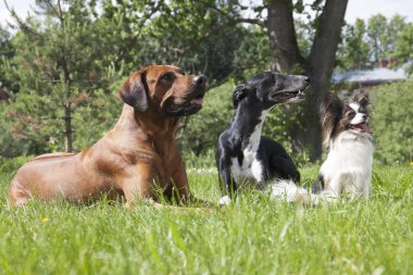 üç köpek (Rodezya ridgeback tazı hort, papillon)