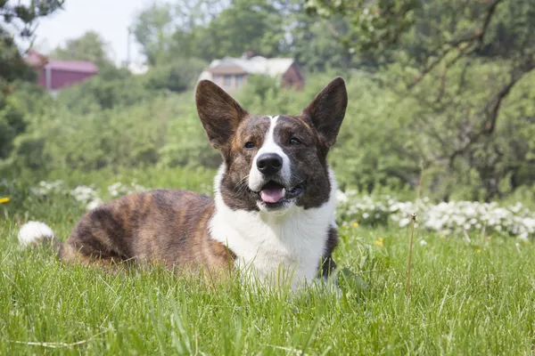 Corgi cardigan — Stockfoto