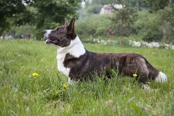 Corgi cardigan — Stockfoto