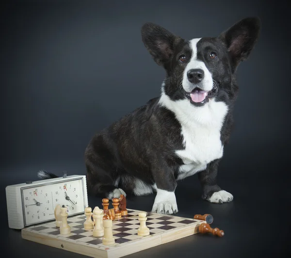 Cardigan Corgi — Fotografia de Stock