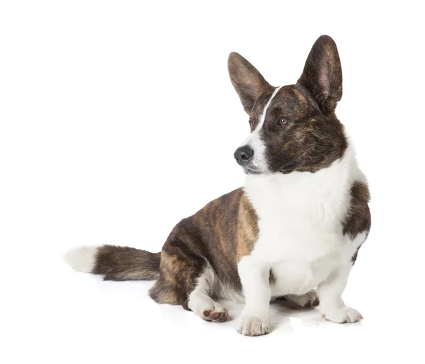 Cardigan corgi galês — Fotografia de Stock