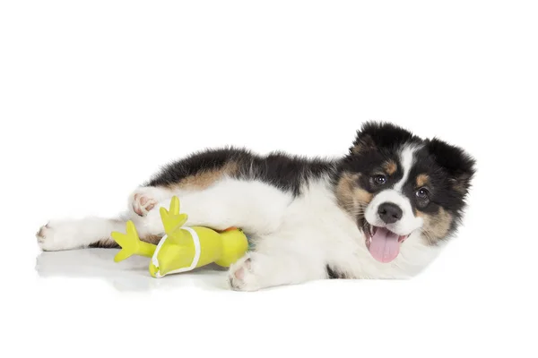 Avustralyalı çoban köpek